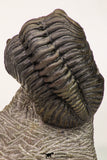 09138 - Top Beautiful 3.19 Inch Drotops megalomanicus Middle Devonian Trilobite