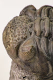 09138 - Top Beautiful 3.19 Inch Drotops megalomanicus Middle Devonian Trilobite