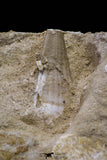 20960 - Museum Grade 11.81 Inch Unidentified Mosasaur Almost Complete Paddle Limb Bones