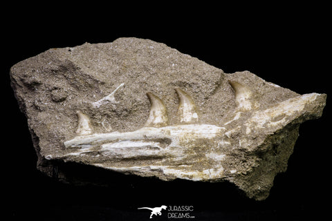 20961 - Beautiful 6.14 Inch Halisaurus arambourgi (Mosasaur) Partial Left Hemi-Maxilla Cretaceous