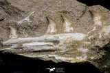 20961 - Beautiful 6.14 Inch Halisaurus arambourgi (Mosasaur) Partial Left Hemi-Maxilla Cretaceous