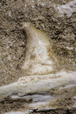 20961 - Beautiful 6.14 Inch Halisaurus arambourgi (Mosasaur) Partial Left Hemi-Maxilla Cretaceous