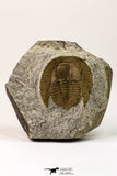 09140 - Top Beautiful 1.38 Inch Nankinolithus sp Lower Ordovician Trilobite