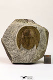 09140 - Top Beautiful 1.38 Inch Nankinolithus sp Lower Ordovician Trilobite