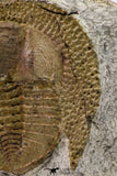 09140 - Top Beautiful 1.38 Inch Nankinolithus sp Lower Ordovician Trilobite