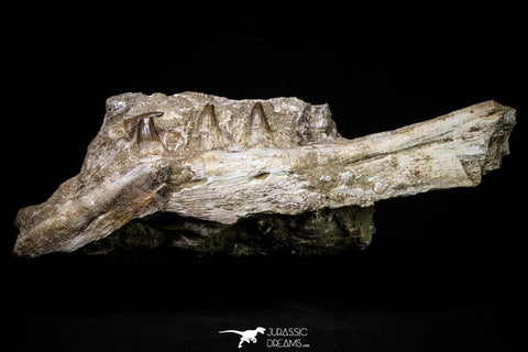 20962 - Top Beautiful 8.86 Inch Platecarpus ptychodon (Mosasaur) Partial Right Hemi-Maxilla Cretaceous