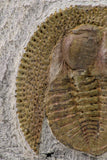 09140 - Top Beautiful 1.38 Inch Nankinolithus sp Lower Ordovician Trilobite