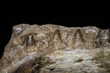 20962 - Top Beautiful 8.86 Inch Platecarpus ptychodon (Mosasaur) Partial Right Hemi-Maxilla Cretaceous