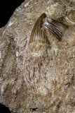20962 - Top Beautiful 8.86 Inch Platecarpus ptychodon (Mosasaur) Partial Right Hemi-Maxilla Cretaceous
