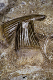 20962 - Top Beautiful 8.86 Inch Platecarpus ptychodon (Mosasaur) Partial Right Hemi-Maxilla Cretaceous