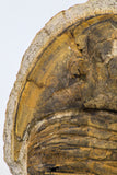 09141 - Orange 4.83 Inch Unidentified Asaphid Ordovician Trilobite - Taouz Outcrops