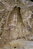 20962 - Top Beautiful 8.86 Inch Platecarpus ptychodon (Mosasaur) Partial Right Hemi-Maxilla Cretaceous