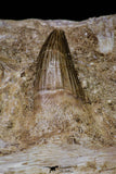20962 - Top Beautiful 8.86 Inch Platecarpus ptychodon (Mosasaur) Partial Right Hemi-Maxilla Cretaceous