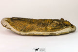 09141 - Orange 4.83 Inch Unidentified Asaphid Ordovician Trilobite - Taouz Outcrops