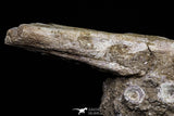 20962 - Top Beautiful 8.86 Inch Platecarpus ptychodon (Mosasaur) Partial Right Hemi-Maxilla Cretaceous