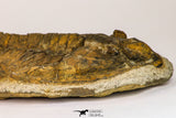 09141 - Orange 4.83 Inch Unidentified Asaphid Ordovician Trilobite - Taouz Outcrops