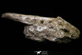 20962 - Top Beautiful 8.86 Inch Platecarpus ptychodon (Mosasaur) Partial Right Hemi-Maxilla Cretaceous