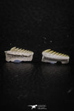 06395 - Great Collection of 2 Hexanchus microdon Shark Teeth Paleocene