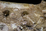20962 - Top Beautiful 8.86 Inch Platecarpus ptychodon (Mosasaur) Partial Right Hemi-Maxilla Cretaceous