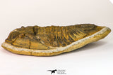 09141 - Orange 4.83 Inch Unidentified Asaphid Ordovician Trilobite - Taouz Outcrops