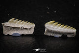 06395 - Great Collection of 2 Hexanchus microdon Shark Teeth Paleocene