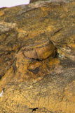 09141 - Orange 4.83 Inch Unidentified Asaphid Ordovician Trilobite - Taouz Outcrops