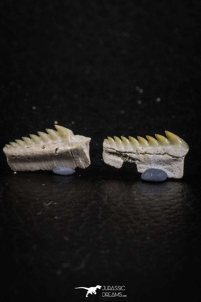 Great Collection of 2 Hexanchus microdon Shark Teeth Paleocene ...
