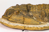 09141 - Orange 4.83 Inch Unidentified Asaphid Ordovician Trilobite - Taouz Outcrops