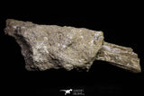 20962 - Top Beautiful 8.86 Inch Platecarpus ptychodon (Mosasaur) Partial Right Hemi-Maxilla Cretaceous