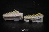 06395 - Great Collection of 2 Hexanchus microdon Shark Teeth Paleocene