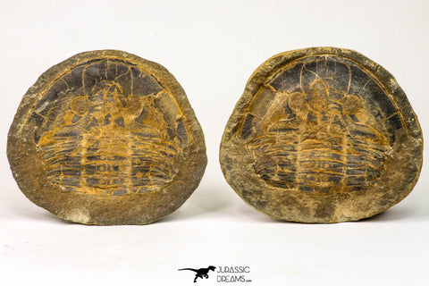 09142 - Top Beautiful 3.44 Inch Positive/Negative Unidentified Asaphid Ordovician Trilobite - Taouz Outcrops