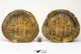 09142 - Top Beautiful 3.44 Inch Positive/Negative Unidentified Asaphid Ordovician Trilobite - Taouz Outcrops