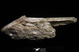20962 - Top Beautiful 8.86 Inch Platecarpus ptychodon (Mosasaur) Partial Right Hemi-Maxilla Cretaceous