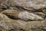 20962 - Top Beautiful 8.86 Inch Platecarpus ptychodon (Mosasaur) Partial Right Hemi-Maxilla Cretaceous