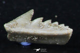 06396 - Great Collection of 3 Hexanchus microdon Shark Teeth Paleocene