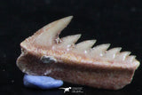 06396 - Great Collection of 3 Hexanchus microdon Shark Teeth Paleocene