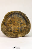 09142 - Top Beautiful 3.44 Inch Positive/Negative Unidentified Asaphid Ordovician Trilobite - Taouz Outcrops