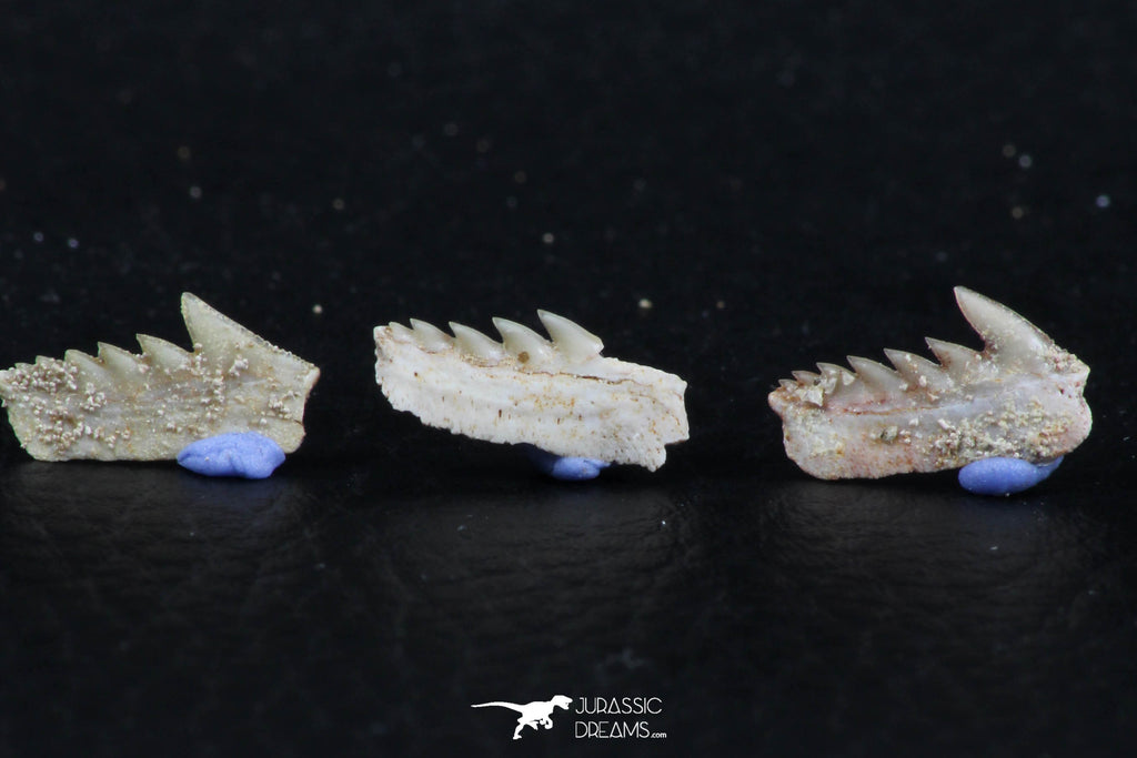 Great Collection of 3 Hexanchus microdon Shark Teeth Paleocene ...