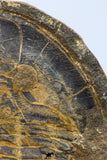 09142 - Top Beautiful 3.44 Inch Positive/Negative Unidentified Asaphid Ordovician Trilobite - Taouz Outcrops