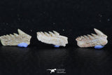 06396 - Great Collection of 3 Hexanchus microdon Shark Teeth Paleocene