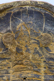 09142 - Top Beautiful 3.44 Inch Positive/Negative Unidentified Asaphid Ordovician Trilobite - Taouz Outcrops