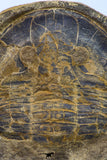 09142 - Top Beautiful 3.44 Inch Positive/Negative Unidentified Asaphid Ordovician Trilobite - Taouz Outcrops