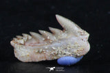 06396 - Great Collection of 3 Hexanchus microdon Shark Teeth Paleocene