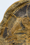09142 - Top Beautiful 3.44 Inch Positive/Negative Unidentified Asaphid Ordovician Trilobite - Taouz Outcrops