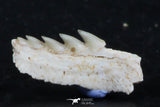 06396 - Great Collection of 3 Hexanchus microdon Shark Teeth Paleocene