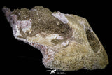 20963 - Top Rare 6.14 Inch Euclastes sp Paleocene Sea Turtle Skull