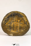09142 - Top Beautiful 3.44 Inch Positive/Negative Unidentified Asaphid Ordovician Trilobite - Taouz Outcrops