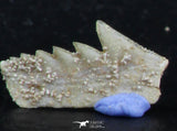 06396 - Great Collection of 3 Hexanchus microdon Shark Teeth Paleocene