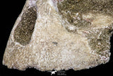 20963 - Top Rare 6.14 Inch Euclastes sp Paleocene Sea Turtle Skull