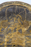 09142 - Top Beautiful 3.44 Inch Positive/Negative Unidentified Asaphid Ordovician Trilobite - Taouz Outcrops
